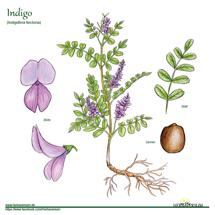 Zeichnung Echter Indigo