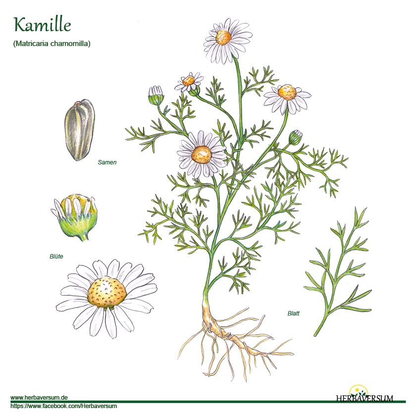 Kamille Detailzeichnung