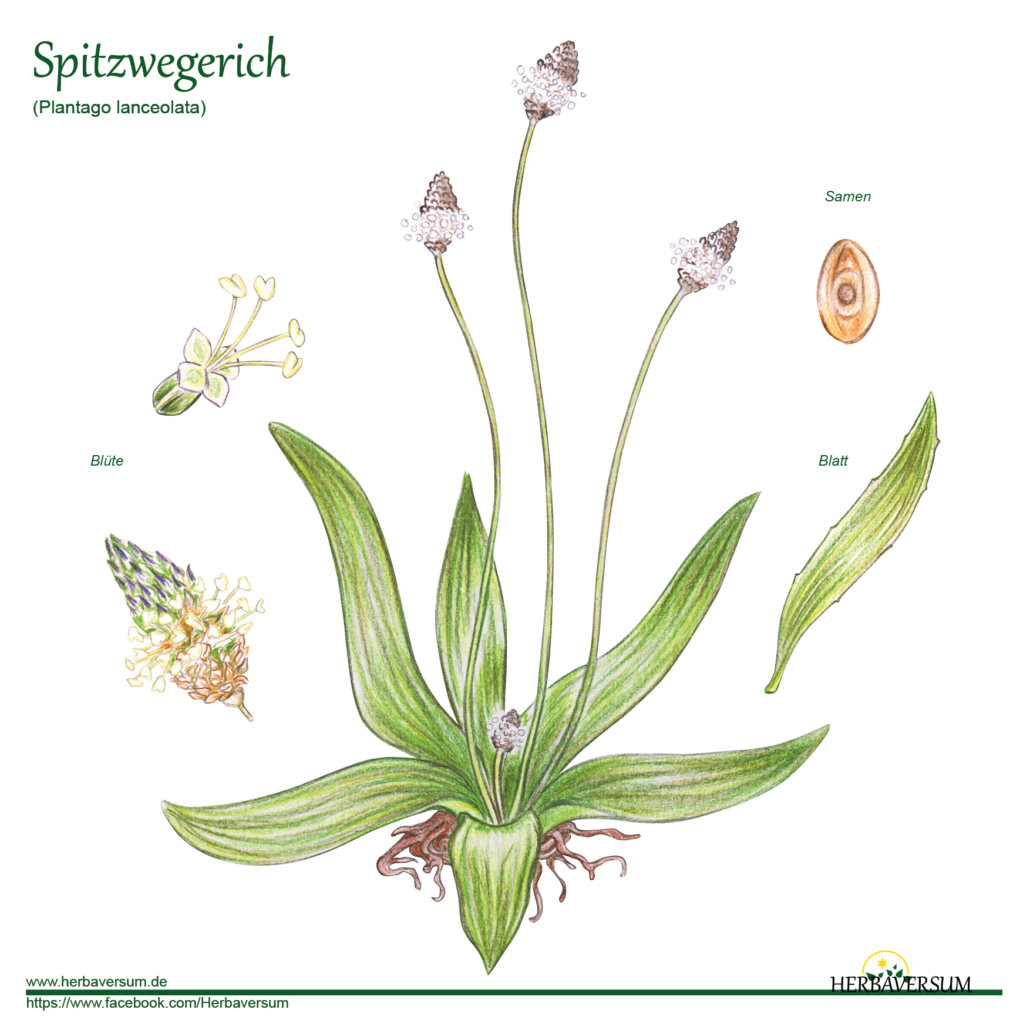 Zeichnung Spitzwegerich