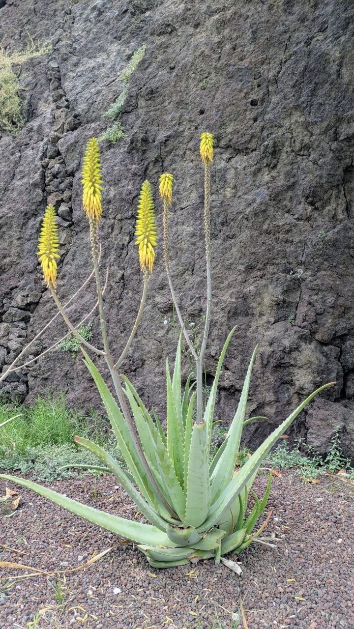 Aloe vera Habitus - Heike Heidrich