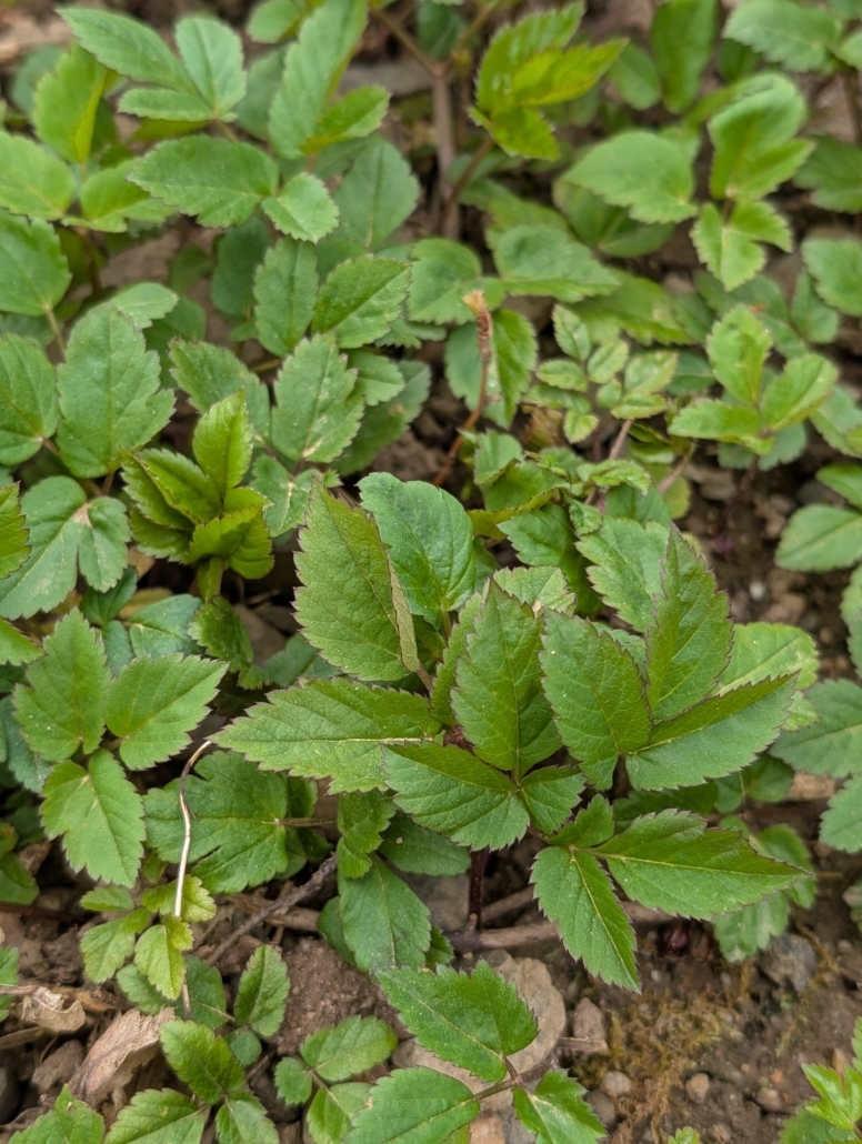 Giersch Pflanze Giersch