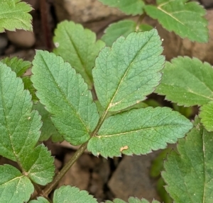 Giersch-2 Giersch Blatt