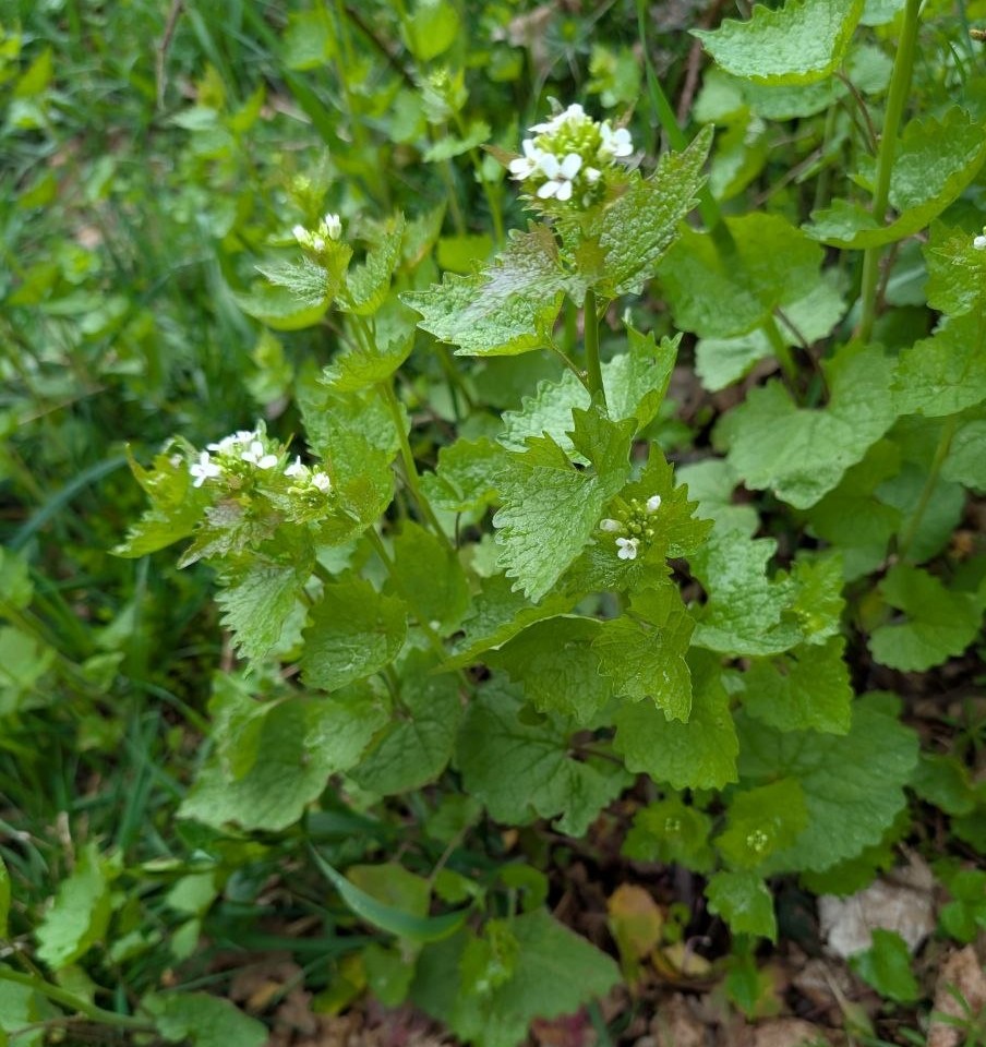 Knoblauchrauke - Pflanze