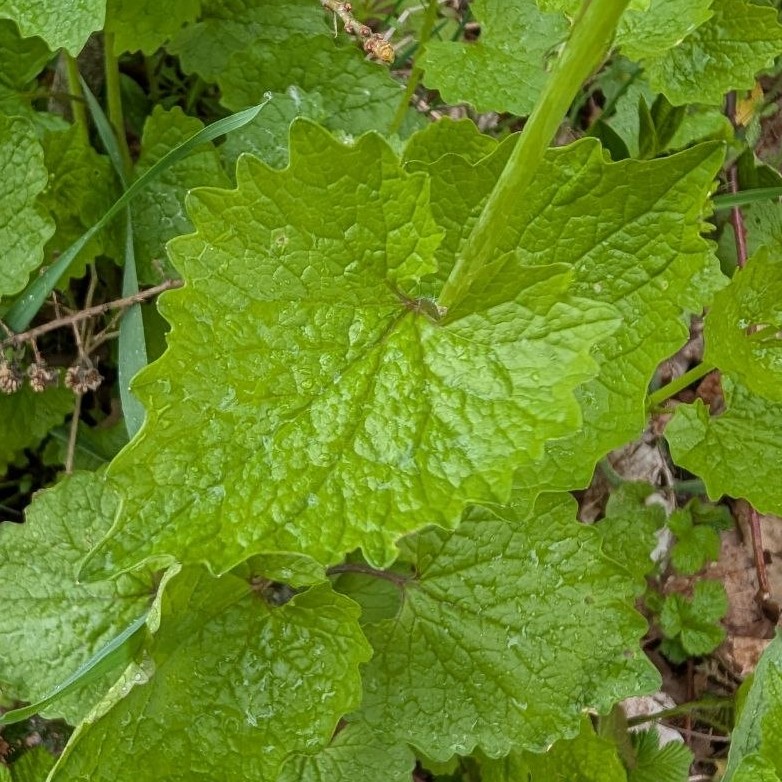 Knoblauchrauke - Blatt