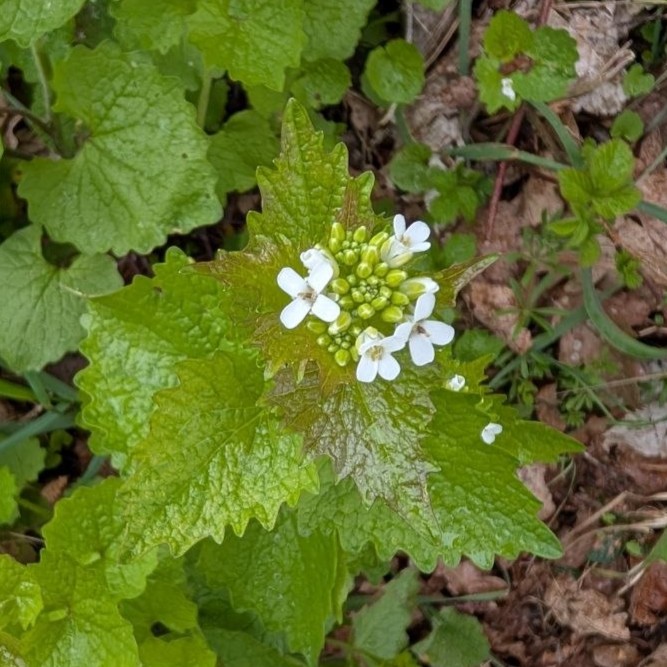 Knoblauchrauke - Blüte