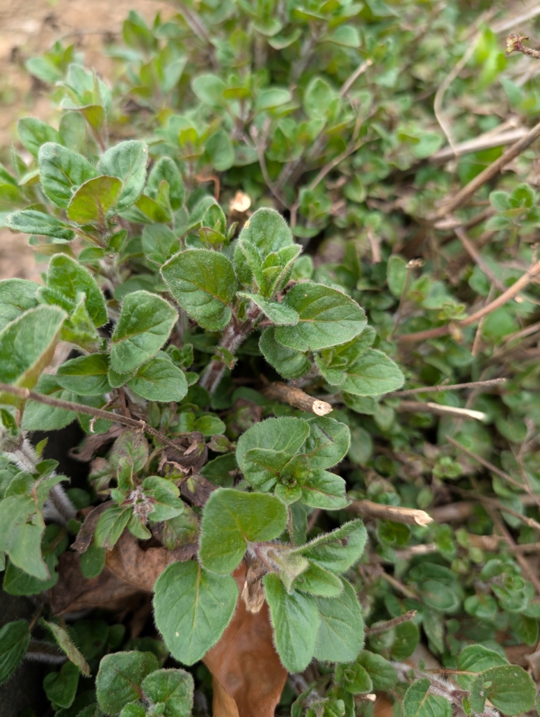 Oregano - wilder Majoran