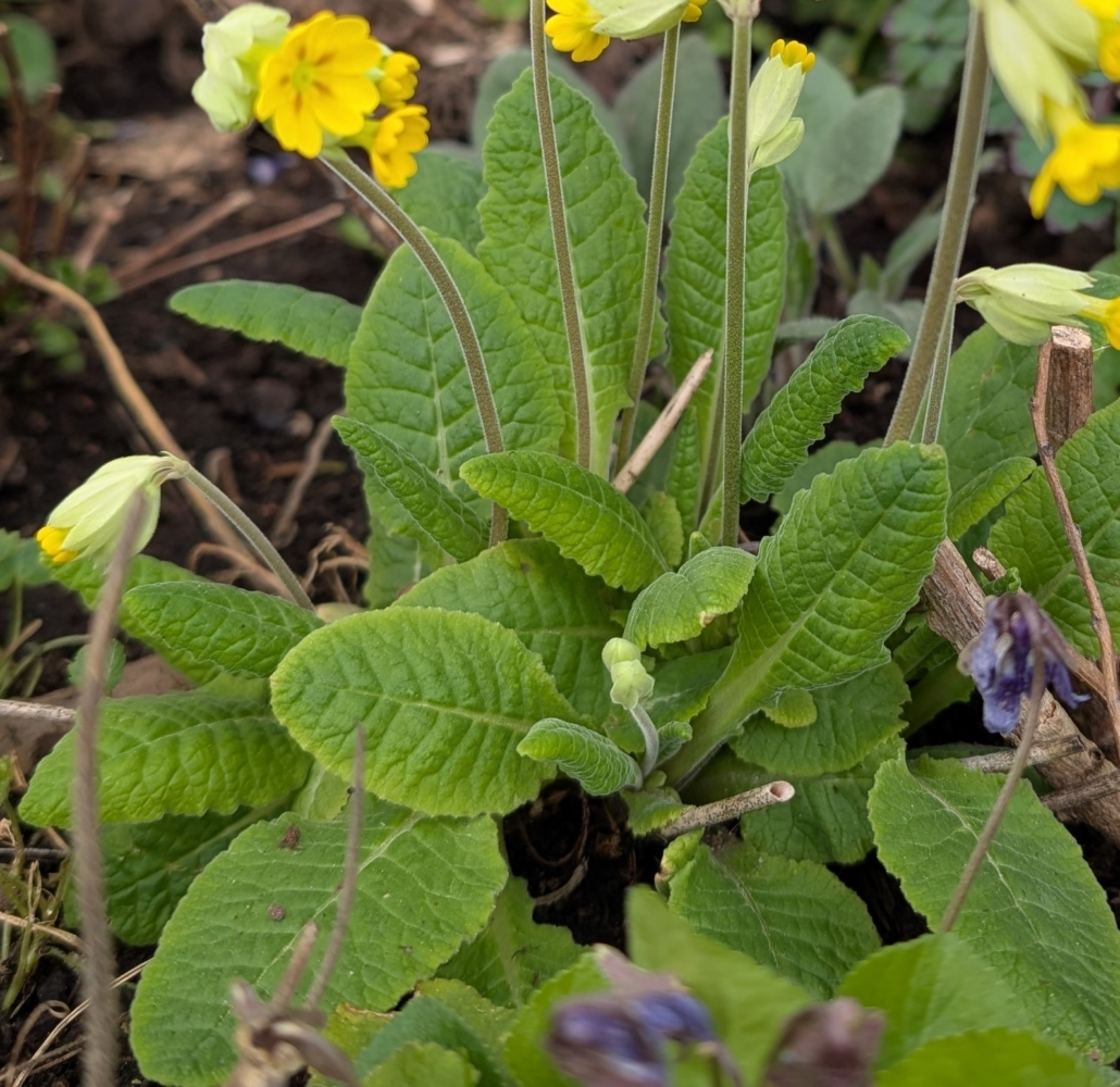 Schlüselblumen - Blätter, Blattrosette