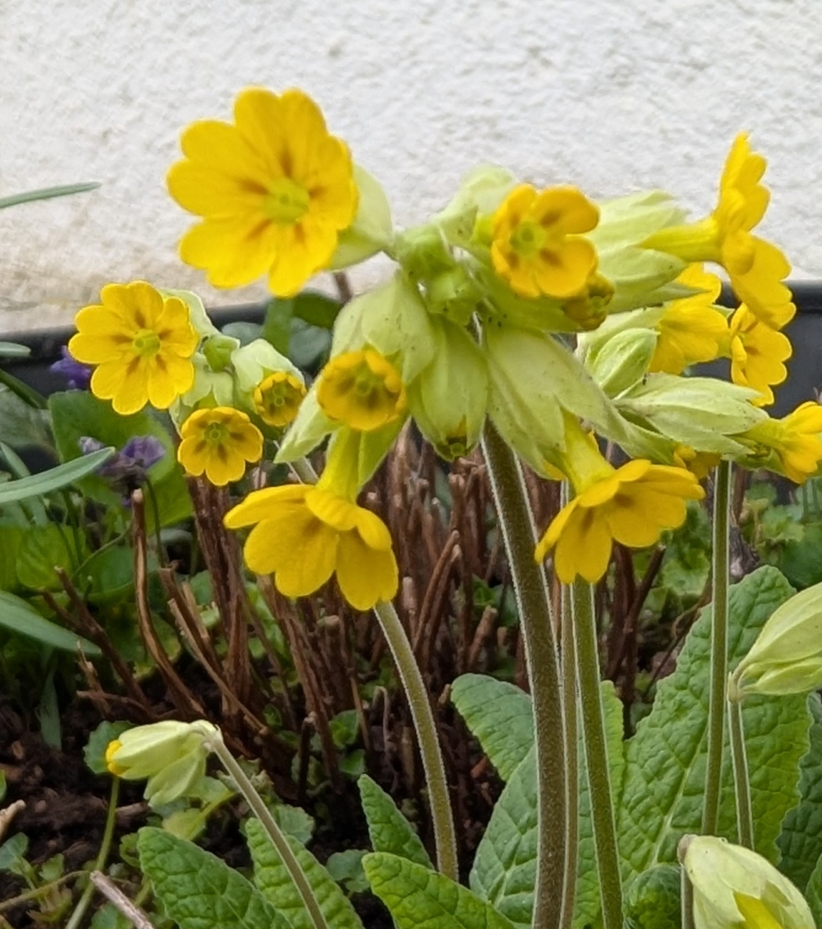 Schlüsselblume - Blüte