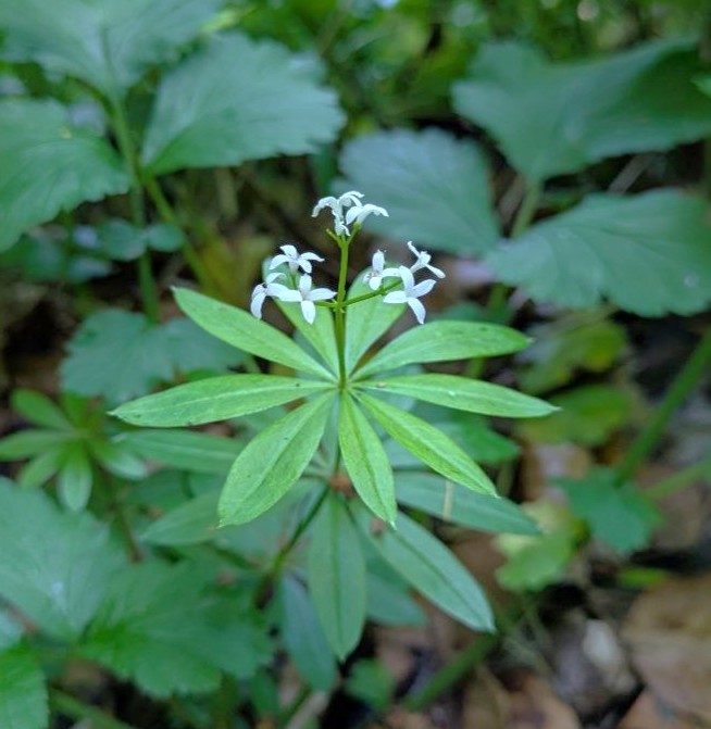 Blühender Waldmeister