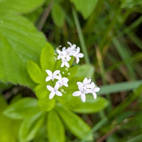 Waldmeister Blüte