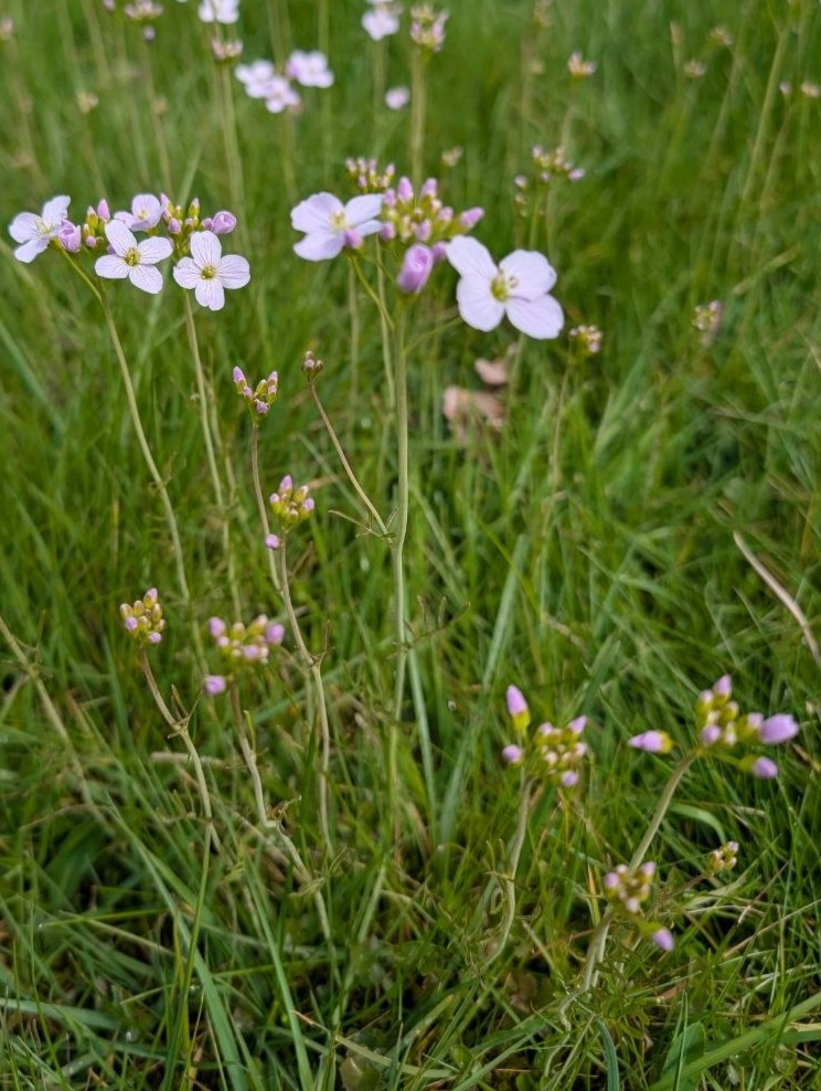 Wiesenschaumkraut - Habitus - Pflanze