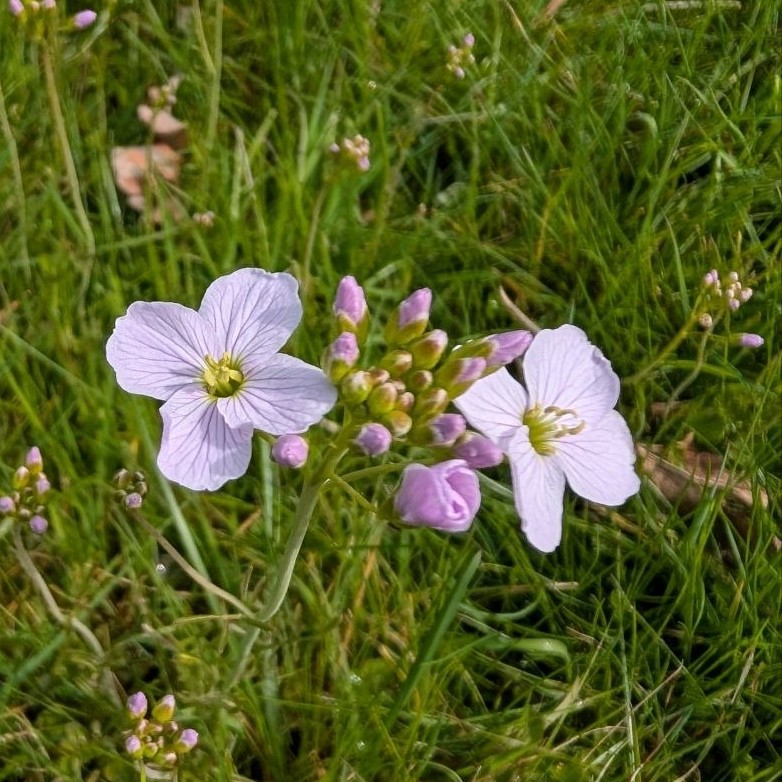 Wiesenschaumkraut - Blüte