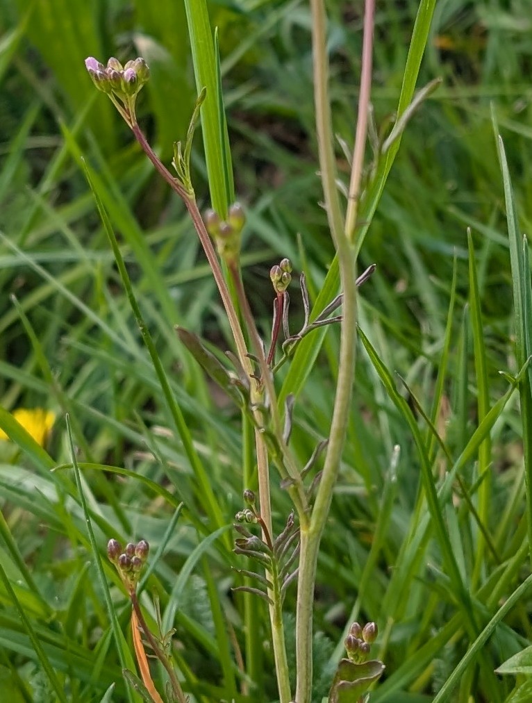 Wiesenschaumkraut Stängelblätter