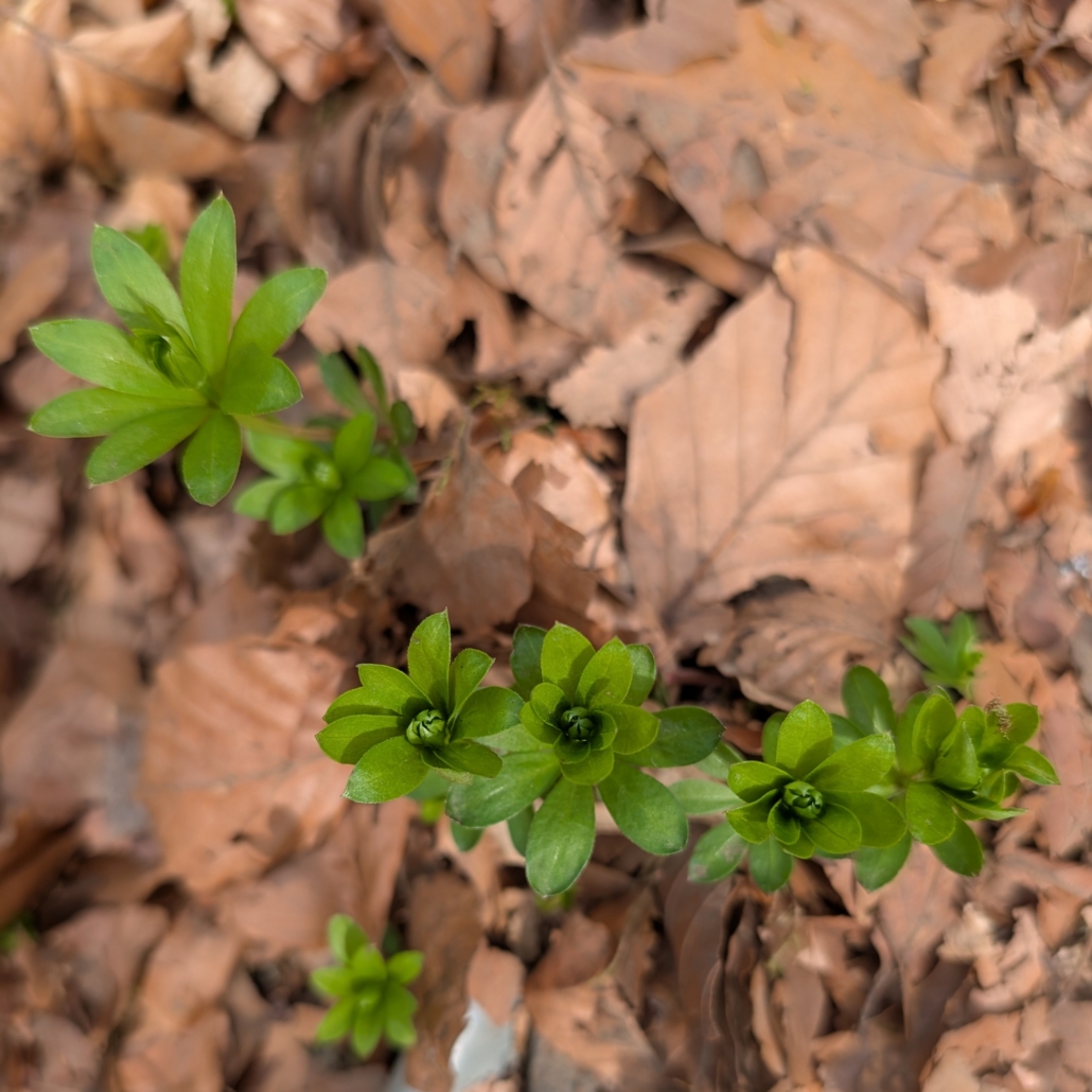 kleine Waldmeisterpflanzen im Wald