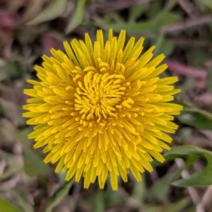 Löwenzahn-Blüte Löwenzahn-Blüte