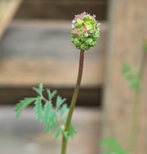 Pimpinelle Blüte