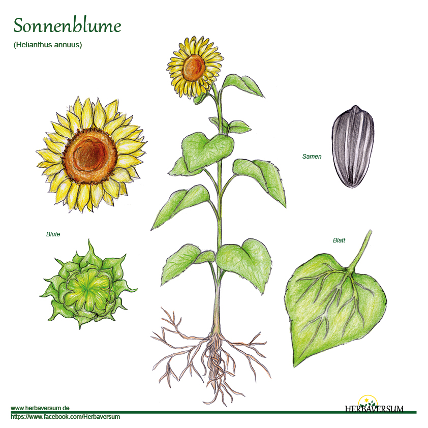 Sonnenblume Detailzeichnung, Handzeichnung